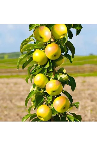 Яблуня колоновидна ‘Медок’